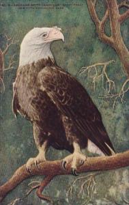 American White Headed Or Bald Eagle New York Zoological Park New York City Ne...