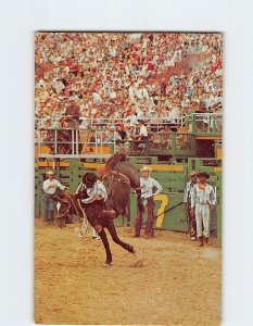 Postcard Thrills At The Rodeo