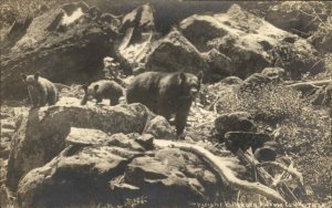 California Bears Pillsbury Picture c1910 Real Photo Postcard