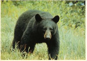 Black Bear in Great Smoky Mountain National Park