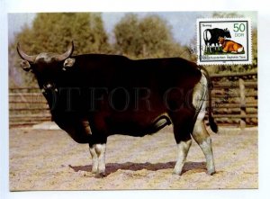 420107 EAST GERMANY GDR 1985 year Banteng Bos javanicus First Day maximum card