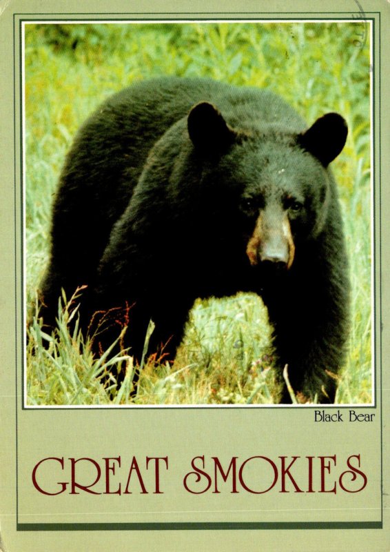 Smokie Mountains National Park Black Bear 1983