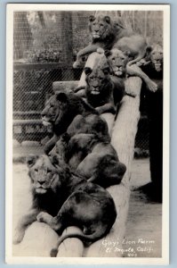 c1940's Gays Lion Farm El Monte California CA RPPC Photo Vintage Postcard