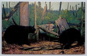 Animals~Black Bears Group @ Saskatchewan Natural History Museum~Vintage Postcard