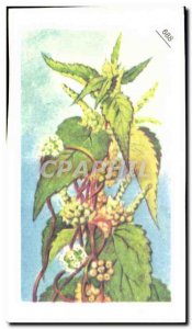 Image Entremets Francorusse Dodder or Teiguasse