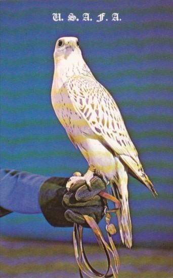 Birds Falcon Prepared For Flight United States Air Force Academy Official Mas...