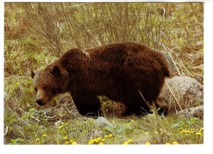 Grizzly Bear, Alberta