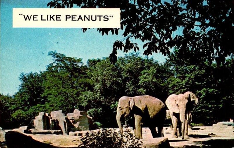 Illinois Chicago Zoological Park At Brookfield Elephants We Like Peanuts