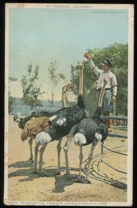 Reaching for Oranges, Cawston Ostrich Farm. Vintage Detroit Publishing. Phostint