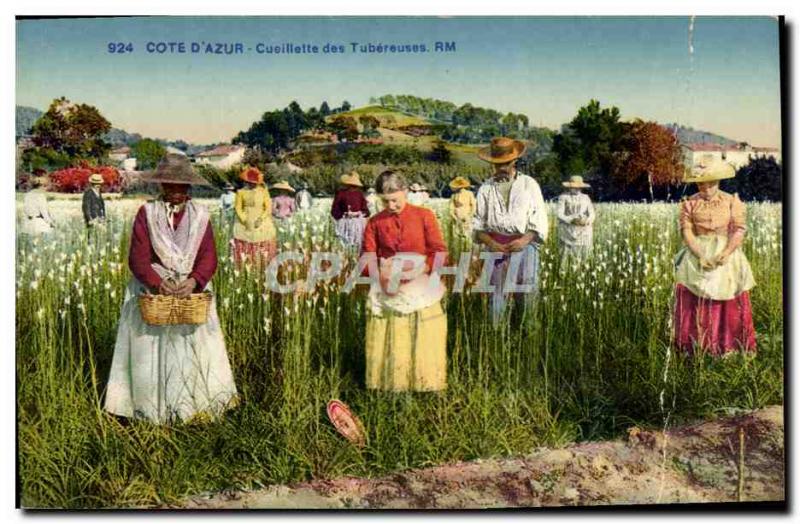 Old Postcard Cote d & # 39Azur picking tuberous