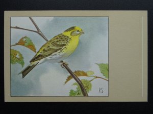 Bird Theme SERIN FINCH c1950s Postcard by P. Sluis Series 8 No.87