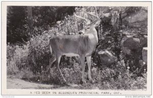 RP: Red Deer , Algoquin Provincial Park , Ontario , Canada , PU-1943