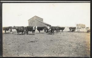 Cattle in Pen Outside Barn RPPC Unused c1910s