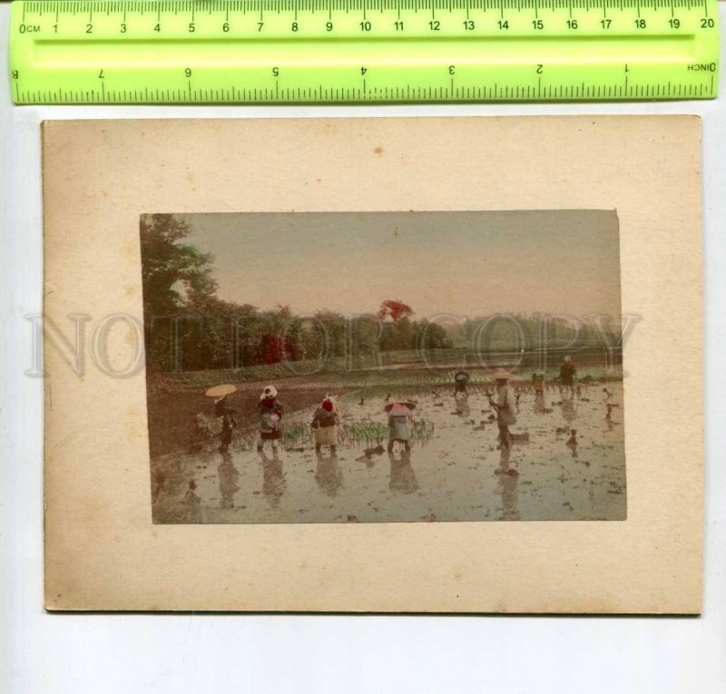 294434 JAPAN rice harvest & Yokohama view 1850-1860 years two tinted photos