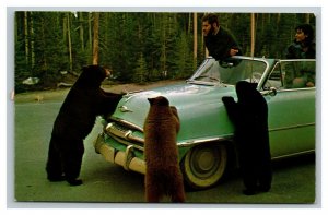 Vintage 1980's Postcard Black Bears Inspect Antique Auto Yellowstone Wyoming