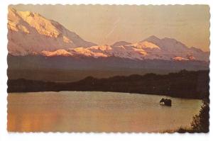 Canada Cow Moose in Lake British Columbia 1974 Chrome