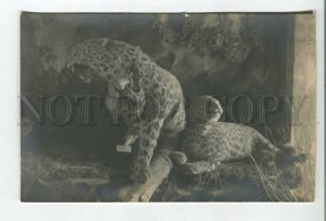 478588 RUSSIA Khabarovsk Museum 1926 stuffed manchurian leopards Vintage photo