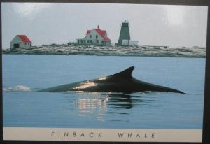 United States -  Lighthouse at Mt. Desert Rock Finback Whale