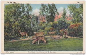 Deer , VANCOUVER , B.C. , Canada , 30-40s