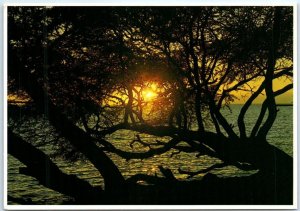 Postcard - Hawaiian Sunset Through A Kiawe Tree - Hawaii