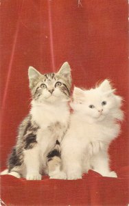 Two kittens , High Society  Vintage American postcard