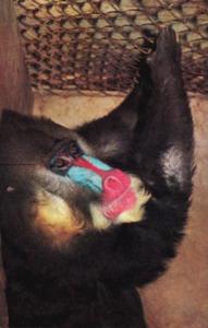 Florida Miami Mandrill Ape At The Monkey Jungle