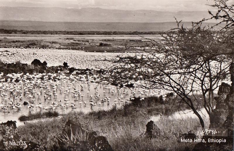 Ethiopia Africa Ethiopian fauna flamingos birds Meta Hara Lake photo postcard