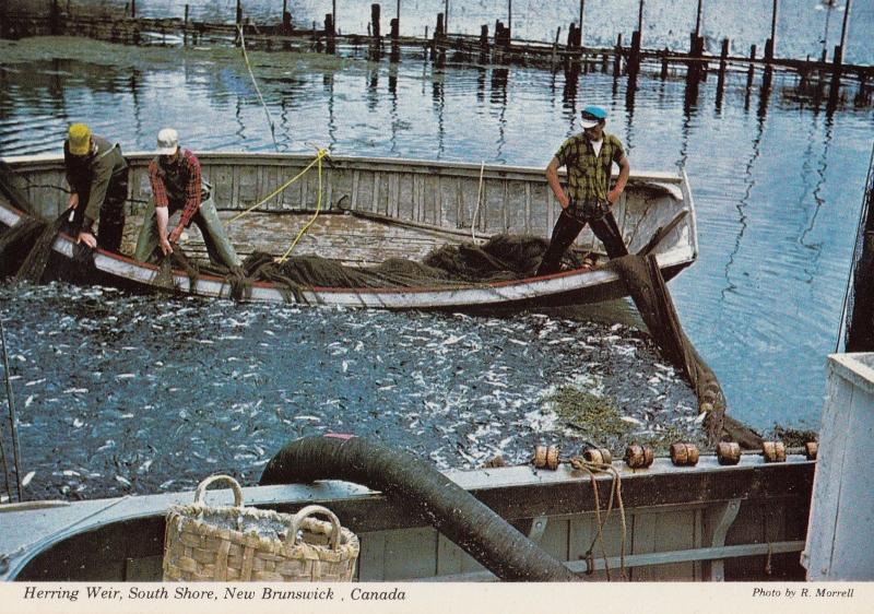 Herring Fishing at Weir New Brunswick Canadian Postcard