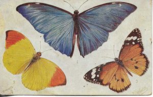 Butterflies and Moths Tuck Oilette postcard # 9262
