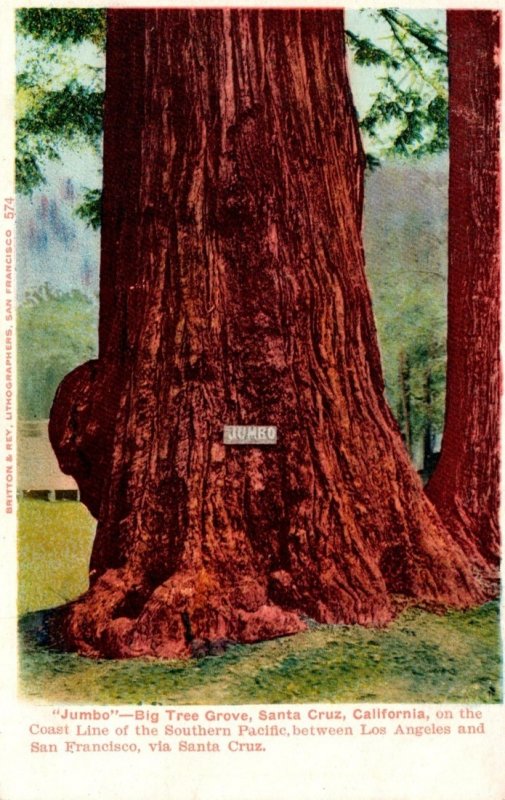 California Santa Cruz Jumbo Big Tree Grove