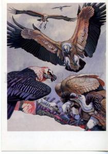 152933 Red List USSR Bearded Vulture Himalayan Griffon HUNT