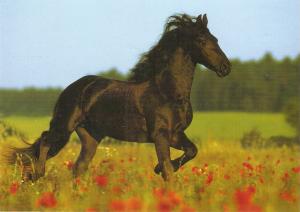 Noble Horse.Galloping Nice German postcard 1970s. Continentl size