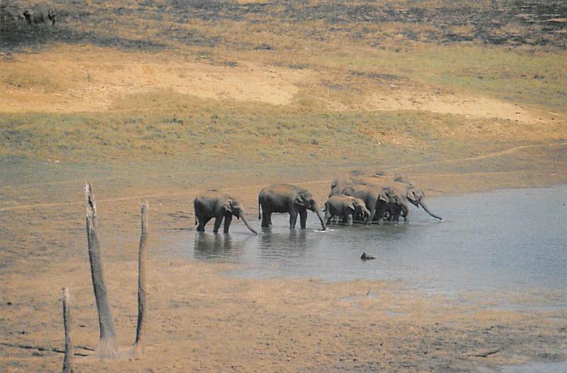 Indian Elephants - Kerala, India