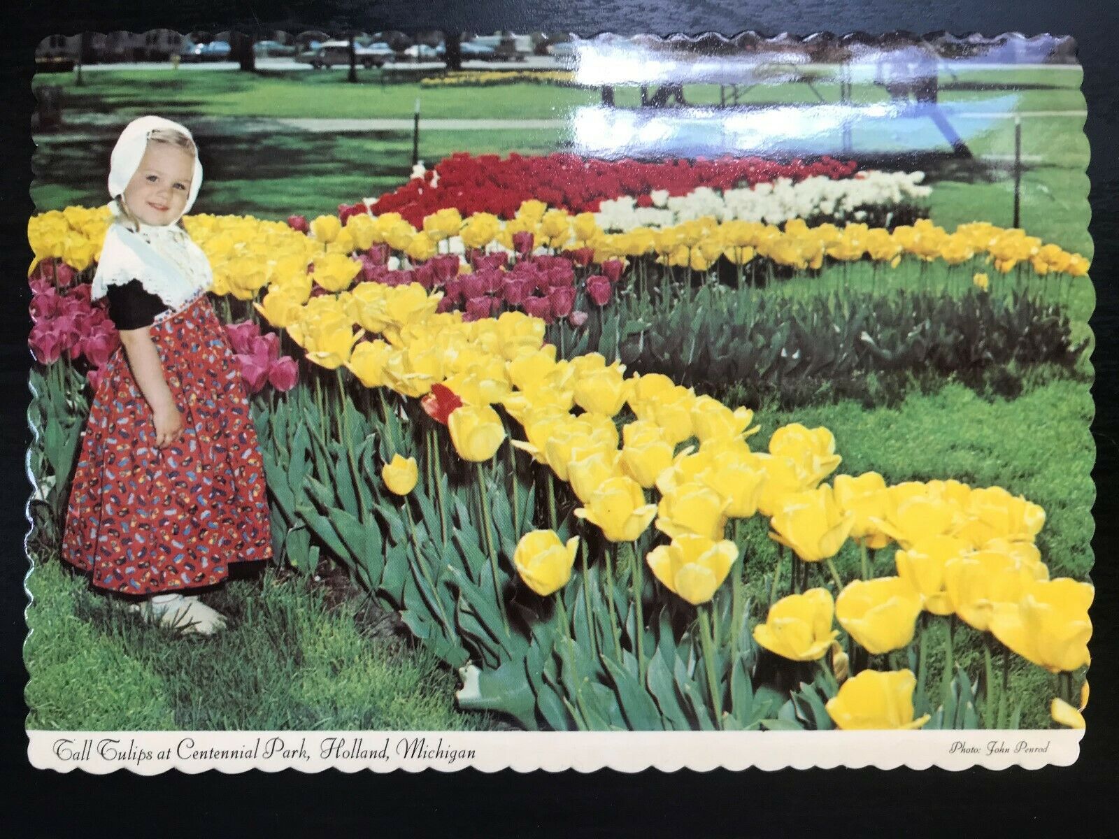 Vintage Postcard 1981 Tulips in Centennial Park Tulip Time Festival