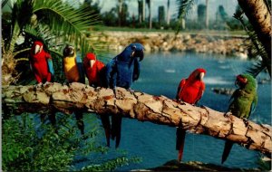 Florida Tampa Busch Gardens Trained Parrots