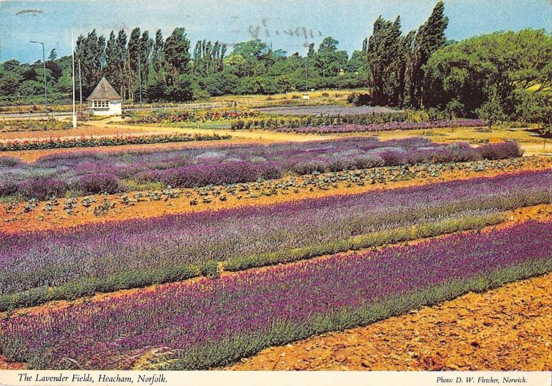 BR83375 the lavender fields heacham norfolk   uk