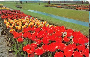 Veldheer's Tulip Gardens Every Year In May Holland MI 