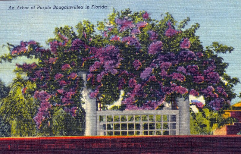 [ Linen ] US Florida St. Petersburg - Bougainvillea Plant