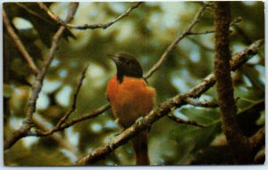 Postcard - Baltimore Oriole