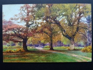 Hampshire IN THE NEW FOREST Beauty Spots of England c1914 Postcard 3175