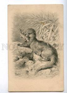 189159 HUNT otter w/ fish their teeth Specht vintage postcard