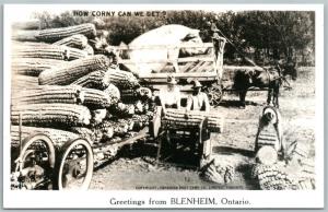 BLENHEIM ONT. CANADA EXAGGERATED CORN & PIG VINTAGE REAL PHOTO POSTCARD RPPC