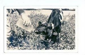 LP62  Two-Headed Calf, Cows,  Oddity, Freak, real photo, 
