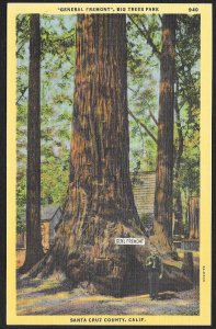 General Fremont Big Trees Park Santa Cruz California Unused c1933