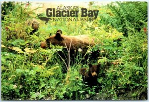 Postcard - Cinnamon-colored Black Bears - Glacier Bay National Park, Alaska