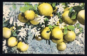 Florida Grapefruit and Blossoms Pub Tichnor Quality Views - Linen