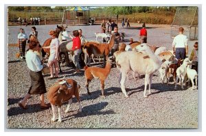 Humane Society Lolipop Farm Rochester New York UNP Chrome Postcard H22