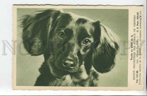 440214 DACHSHUND Dog CHARITY ADVERTISING Society Protection Animals Verviers 