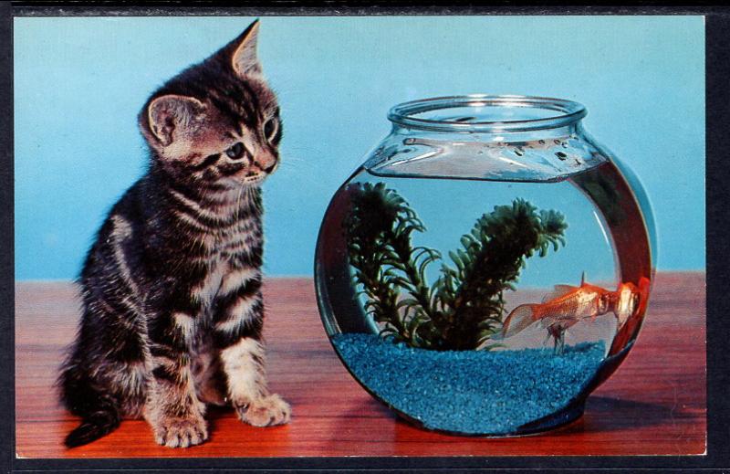 Kitten Watching Goldfish