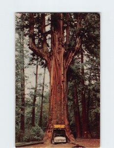 Postcard Chandelier Drive-Thru Tree, Underwood Park, Leggett, California